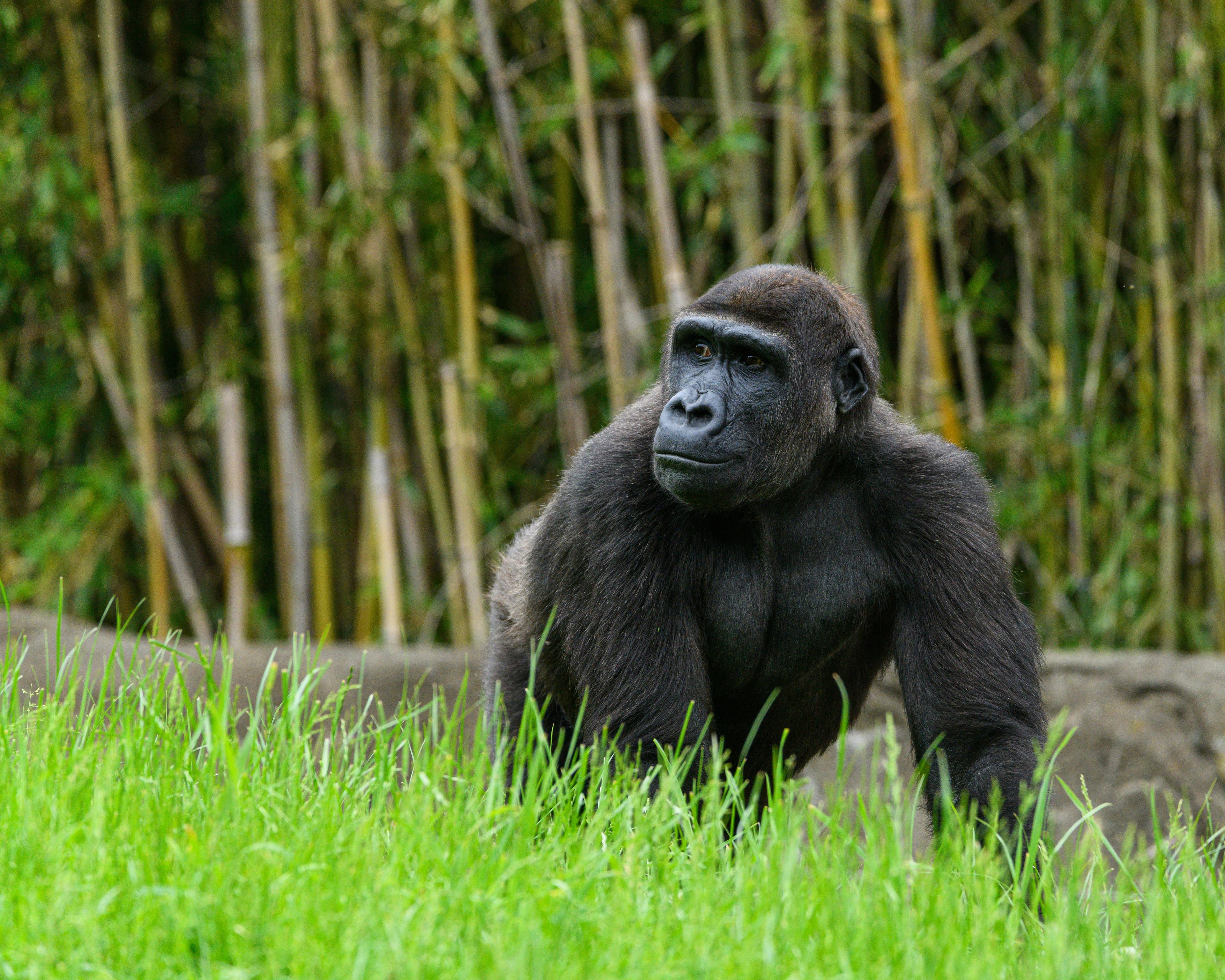 Homosapieus